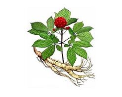 raíz de ginseng para aumentar la potencia